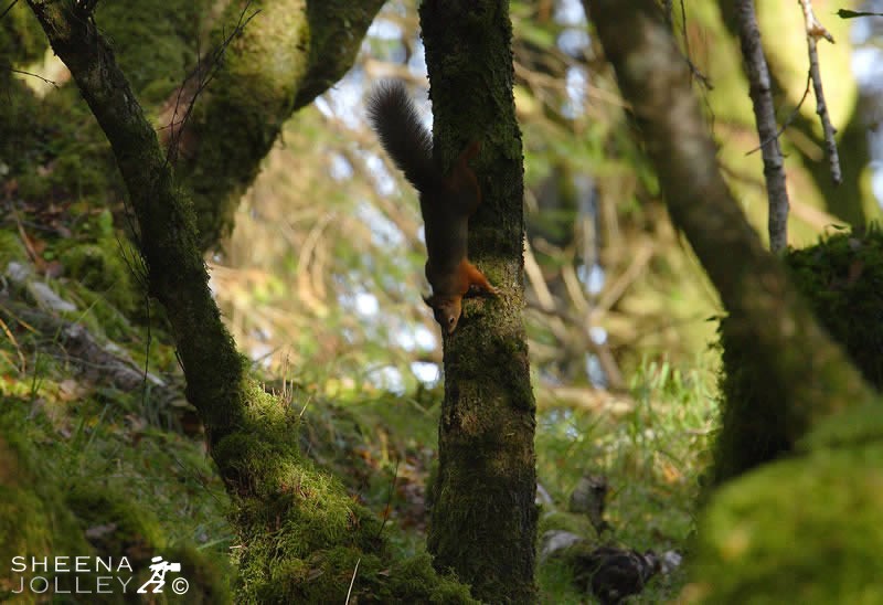 A Tolkein Place (Red Squirrel).jpg - Under license from the National Parks and Wildlife Service in Connemara in Ireland a conservation programme was designed by the Zoology Department of Galway University to establish Red squirrels in Derryclare Woodland. The programme has been successful and the squirrels are becoming well established. Man has taken an active part to help re-establish the squirrels and by so doing maintains a special environment. The habitat is ideal with both hazel trees and conifer trees and as a result the squirrels are increasing in numbers. Its a Tolkein place where the branches are clothed in a skin of moss and lichen. It is a primitive place worth preserving in this fast changing land.